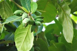 Lá bàng chữa sâu răng và nhiều công dụng độc đáo ít người biết