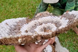 Trong cánh rừng săn ong tử thần