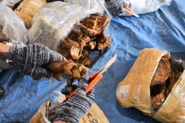 Triệt phá đường dây buôn lậu động vật hoang dã lớn nhất từ trước đến nay