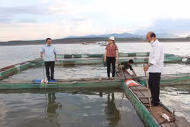 Quan trắc môi trường nước để phòng ngừa dịch bệnh thủy sản