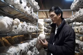 Nông dân Lâm Đồng trồng nấm "đầu khỉ", thu nửa tỷ đồng mỗi tháng