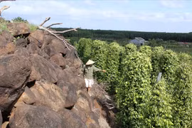 Nông dân Đắk Nông biến hàng ngàn ha đồng đá thành "đất vàng"