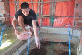 Cử nhân về quê Bình Định nuôi lươn không bùn dày đặc trong bể xi măng, ai đến xem cũng phục lăn