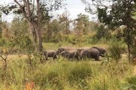 Đàn voi rừng hay kéo về gần làng, bản ở Đắk Lắk "quậy phá" sẽ được giám sát bằng cách đeo vòng cổ