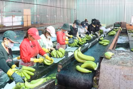 Mã số vùng trồng, cơ sở đóng gói: Điều kiện cần để nông sản xuất ngoại