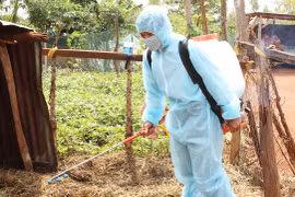 Xuất 300 lít hóa chất Bencovet hỗ trợ huyện Kbang phòng-chống bệnh viêm da nổi cục trên đàn bò