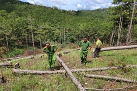 Nhức nhối chuyện giữ rừng