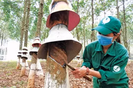 Gia Lai triển khai thu thập, lưu trữ, tổng hợp thông tin thị trường lao động