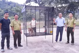 Ia Pa: Bàn giao 1 cá thể khỉ đuôi lợn cho Trung tâm Cứu hộ, bảo tồn và phát triển sinh vật