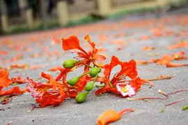 Thơ Phan Thành Minh: Một thời