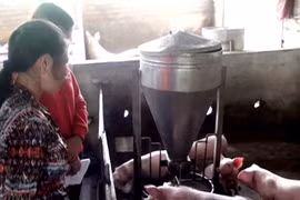 Hiệu quả bước đầu từ mô hình tổ liên kết chăn nuôi heo siêu nạc