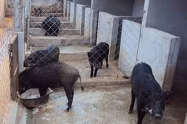 Chư Pah tăng tỷ trọng chăn nuôi