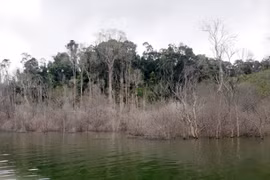 Thuỷ điện Thượng Kon Tum tích nước làm chết 25 ha rừng