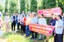 Hội thảo "Mô hình thâm canh hồ tiêu bền vững" tại Đak Đoa