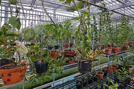 Lan đột biến, vay mượn tiền tỷ đầu tư, nay một người ở Đắk Nông chán hẳn vì bán chả ai mua