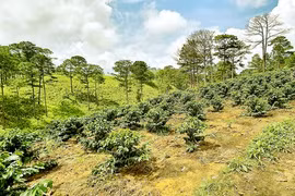 Đất rừng Tây Nguyên "bay màu"-Bài 1: Công khai xà xẻo, mua bán đất rừng