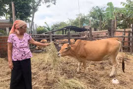 Ayun Pa gỡ "nút thắt" cho nông hội phát triển