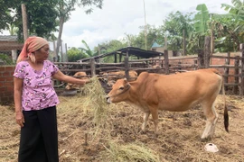 Ayun Pa gỡ "nút thắt" cho nông hội phát triển