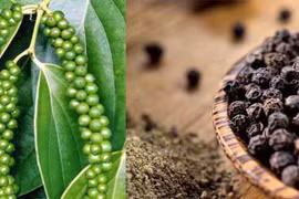 Giá hồ tiêu ở Gia Lai giảm 1.000 đồng/kg