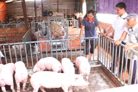 Giá heo hơi ở Gia Lai giảm 1.000 đồng/kg