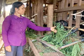 Nông dân Chư Pưh thi đua sản xuất kinh doanh giỏi