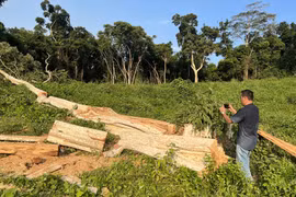 Phú Yên: Xử phạt 137 triệu đồng đối tượng phá 3.900 m2 rừng