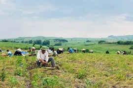 Xã Tơ Tung (huyện Kbang): Người trồng nén lãi 45 triệu đồng/sào