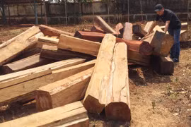 Khởi tố Ban Quản lý rừng phòng hộ Đức Cơ vì để mất rừng