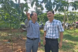Kỳ vọng mô hình liên kết sản xuất chanh dây VietGAP