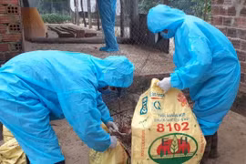 Khẩn cấp phòng, chống cúm gia cầm lây sang người