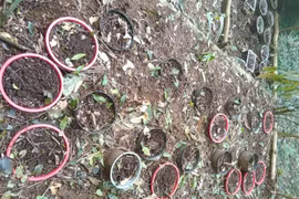 6 hộ dân ở Kon Tum mất hơn 100 gốc sâm Ngọc Linh