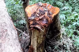 Bắt 2 nhân viên công ty lâm nghiệp để mất rừng