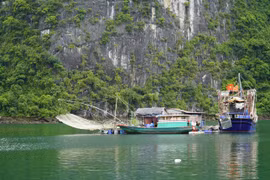 Đâu rồi hồn cốt vịnh di sản: Những lời tâm huyết