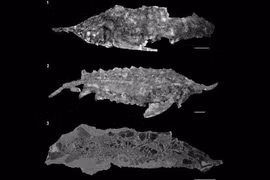 Tìm thấy hóa thạch còn nguyên vẹn của loài 'cá địa ngục'