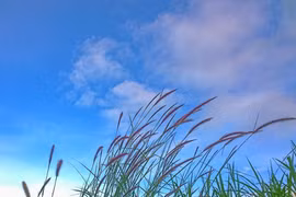 Qua miền cỏ cháy