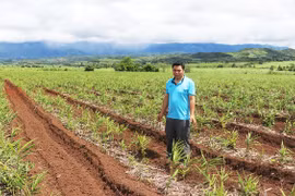 Phát triển cây dược liệu ở Gia Lai chưa tương xứng với tiềm năng