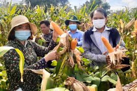 Hiệu quả các mô hình hỗ trợ phát triển sản xuất ở Ayun