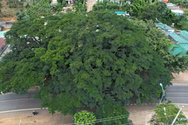 Hai ''cụ'' điệp khổng lồ ở Di Linh