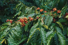 7 điểm đến lý tưởng tại Việt Nam cho những tín đồ cà phê