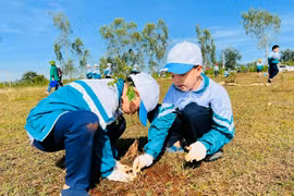 Cây lên xanh nhờ "hành động vô ý"