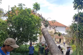 Đà Lạt: Thông cổ thụ ngã đè biệt thự cổ