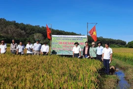 Chư Prông tổng kết mô hình sản xuất lúa nước vụ mùa