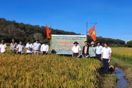 Chư Prông tổng kết mô hình sản xuất lúa nước vụ mùa