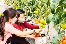 Người trẻ Gia Lai khởi nghiệp từ nông nghiệp sạch