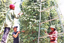 Giá hồ tiêu ở Gia Lai xuống dưới 60.000 đồng/kg, thấp nhất cả nước
