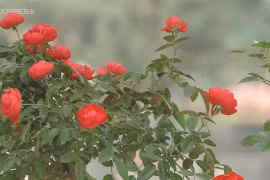 Hơn 1.600 cây hồng Bulgaria nhập về Hà Nội cho lễ hội 8-3