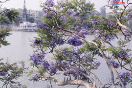 Đà Lạt đẹp mộng mơ trong khung trời hoa phượng tím