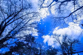 Rực rỡ mùa hoa Đà Lạt