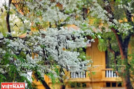 Hà Nội đẹp ngỡ ngàng bởi vẻ đẹp tinh khôi của hoa sưa