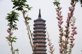 Hoa lạ nở rộ tại chùa Bái Đính